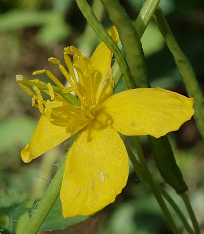 chelidonium majus