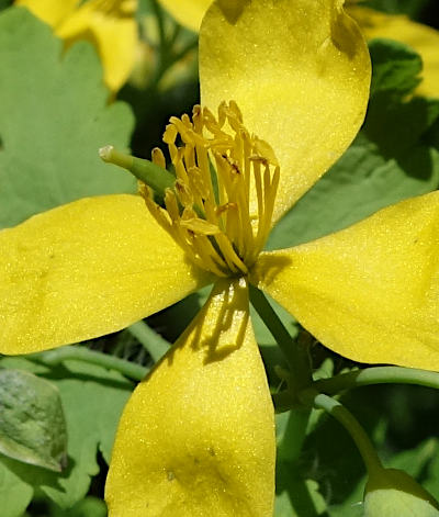 chelidonium majus