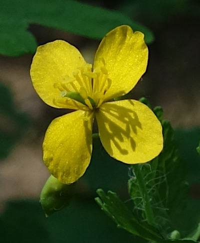 chelidonium majus