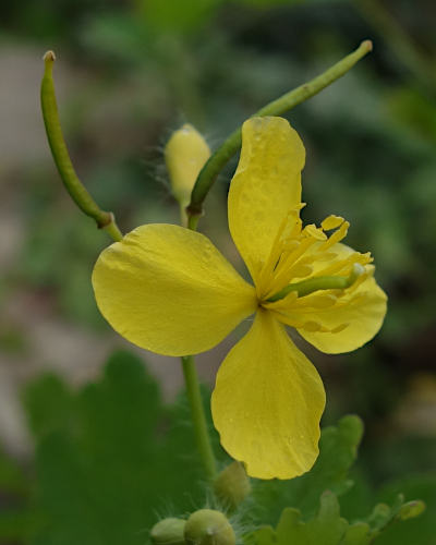 chelidonium majus