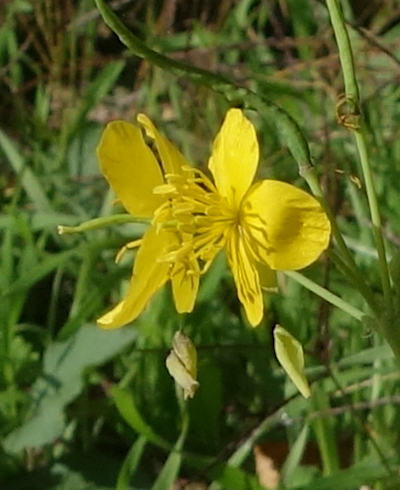 chelidonium majus