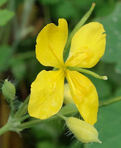 chelidonium majus