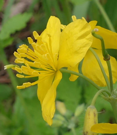 chelidonium majus