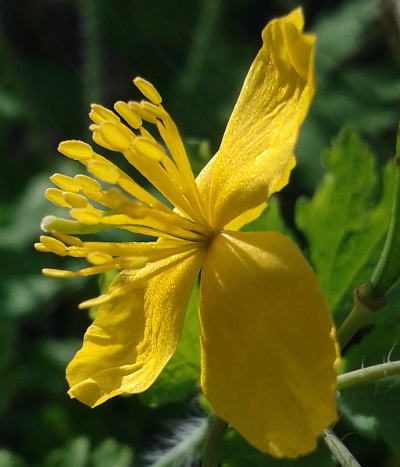 chelidonium majus