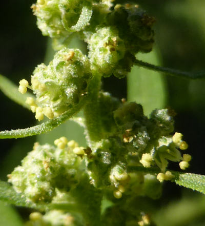 chenopodium album