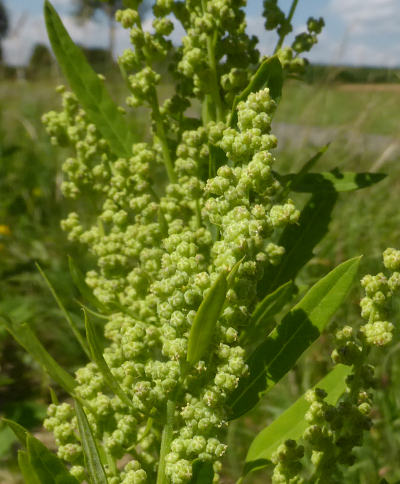 chenopodium album