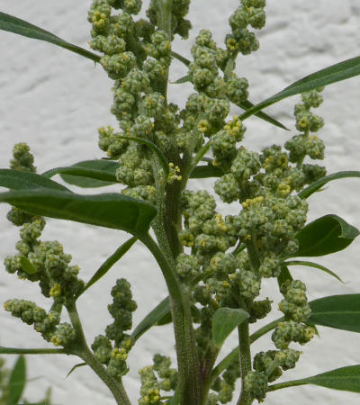 chenopodium album