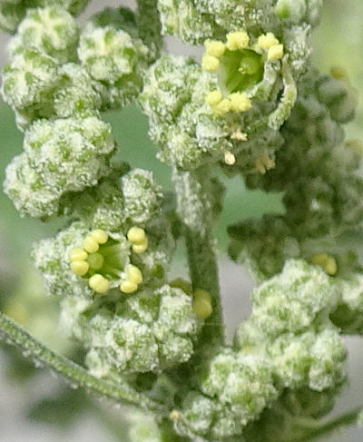 chenopodium album