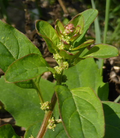 chenopodium polyspermum