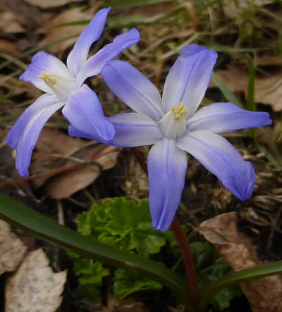 scilla bifolia