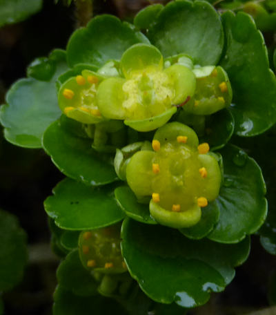 chrysosplenium alternifolium