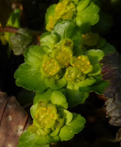 chrysosplenium alternifolium