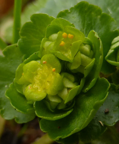 chrysosplenium alternifolium