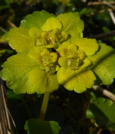 chrysosplenium alternifolium