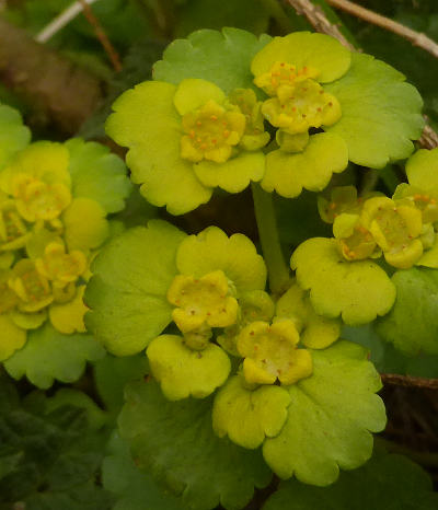 chrysosplenium alternifolium