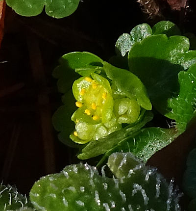 chrysosplenium alternifolium