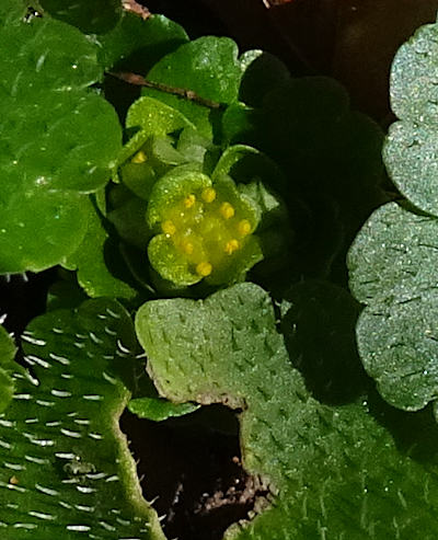 chrysosplenium alternifolium