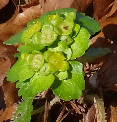 chrysosplenium alternifolium