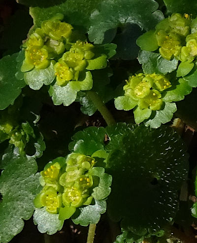 chrysosplenium alternifolium