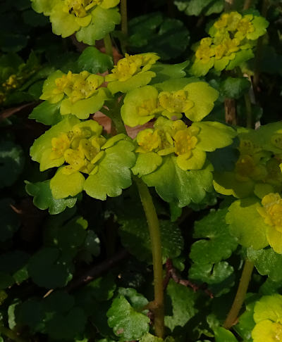 chrysosplenium alternifolium