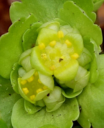 chrysosplenium alternifolium