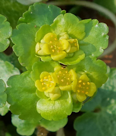 chrysosplenium alternifolium