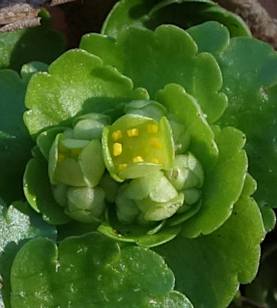 chrysosplenium alternifolium