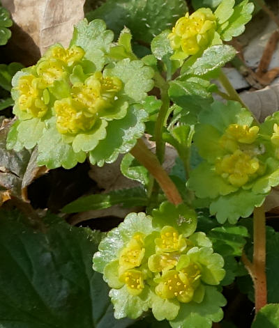 chrysosplenium alternifolium