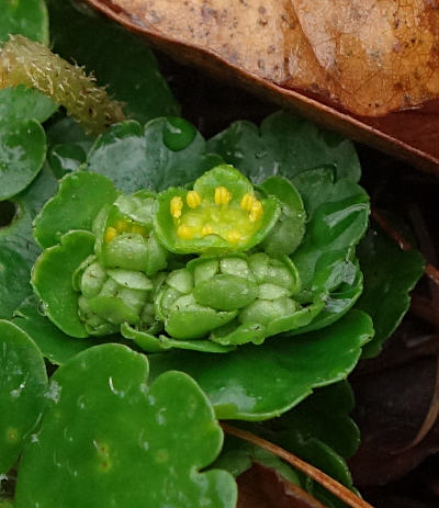 chrysosplenium alternifolium