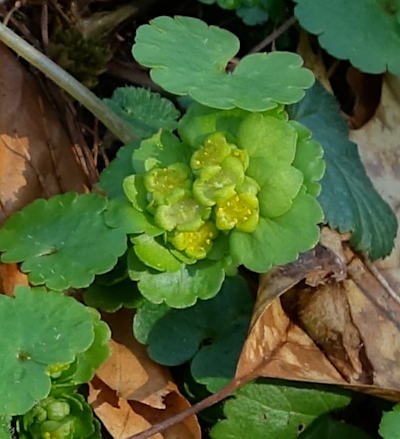 chrysosplenium alternifolium