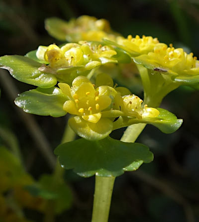 chrysosplenium alternifolium