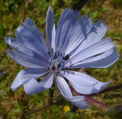 cichorium intybus