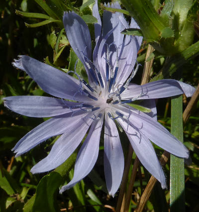 cichorium intybus