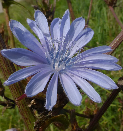 cichorium intybus