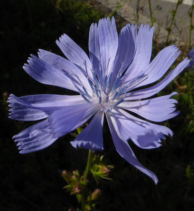 cichorium intybus