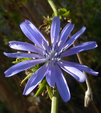 cichorium intybus