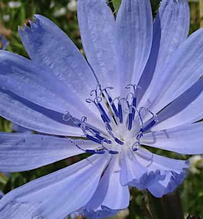 cichorium intybus