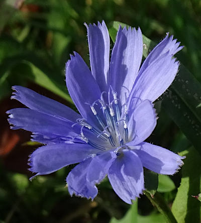 cichorium intybus