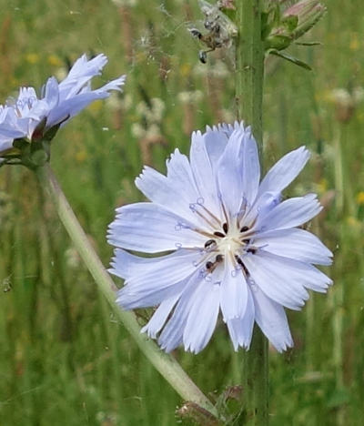 cichorium intybus