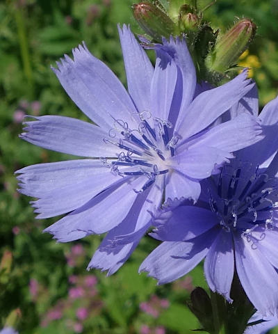 cichorium intybus