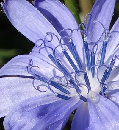 cichorium intybus