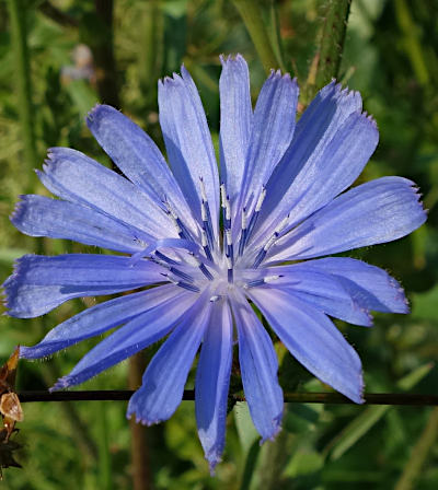 cichorium intybus