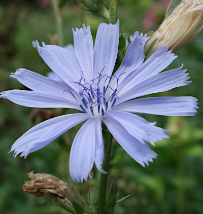 cichorium intybus