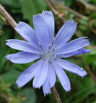 cichorium intybus