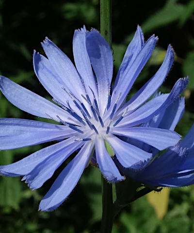 cichorium intybus