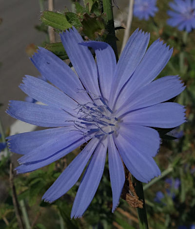 cichorium intybus