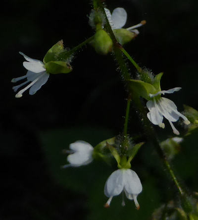 circaea lutetiana