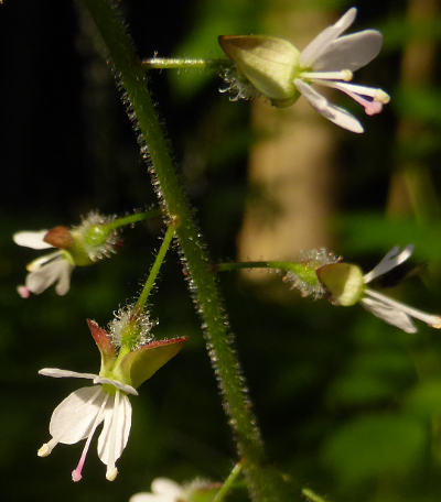 circaea lutetiana