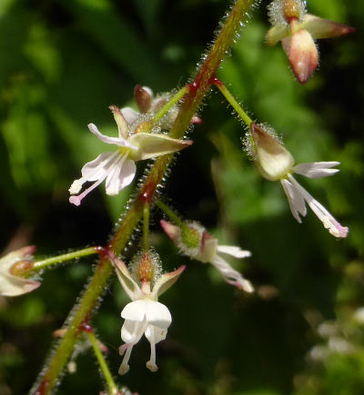 circaea lutetiana