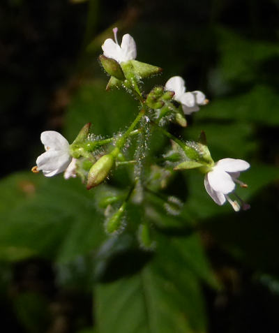 circaea lutetiana